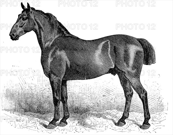 Horse breed