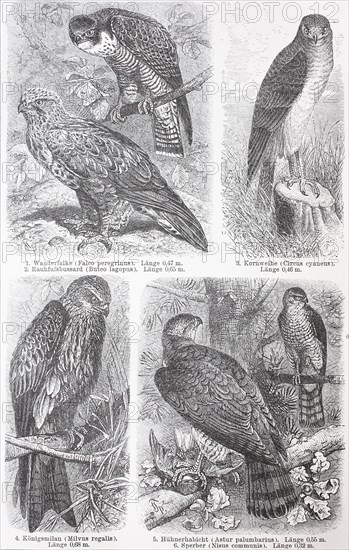 various Falcons