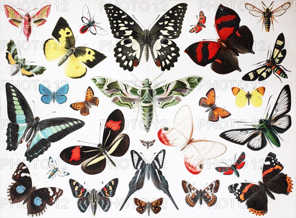various butterfly insects