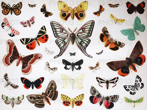 various butterfly insects