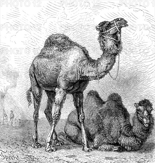 a dromedary