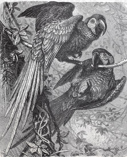 Military macaw bird / Kleiner Soldatenara