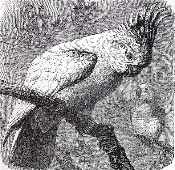 Major Mitchell's cockatoo