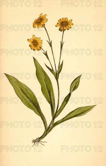 Medicinal plant Arnica montana