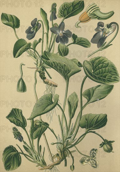 Medicinal plant violet