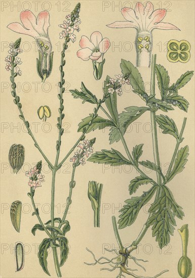 Medicinal plant Vervain