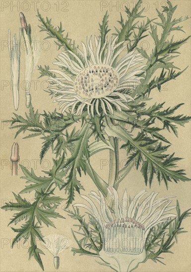 Medicinal plant Carline thistle