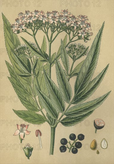 Medicinal plant elder