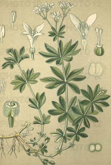 Medicinal plant sweet woodruff