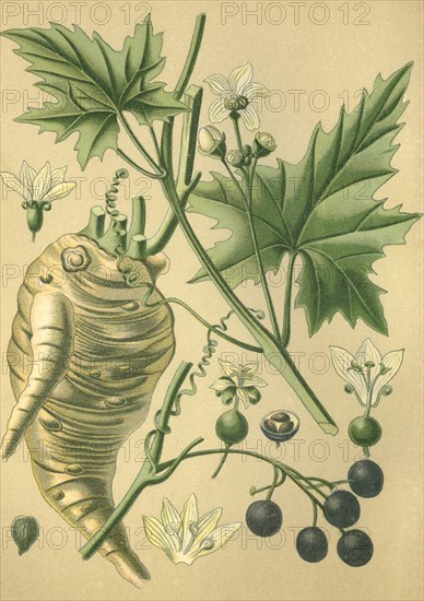 Medicinal plant byronia