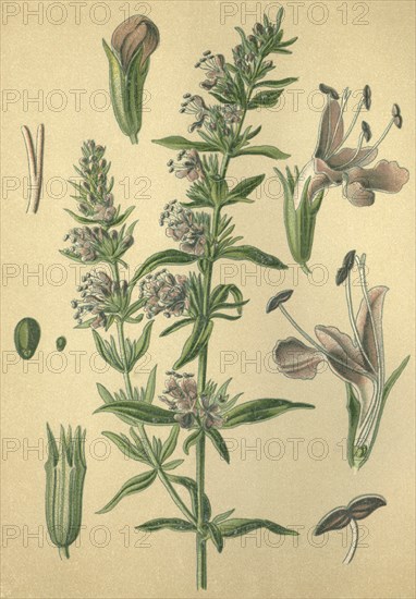 Medicinal plant Hyssop