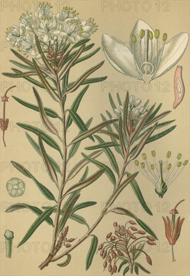 Medicinal plant Rhododendron tomentosum