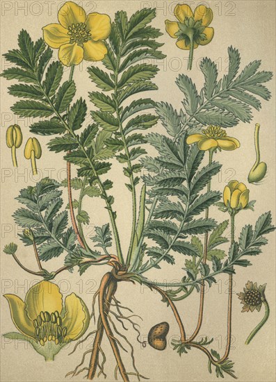 Medicinal plant silverweed