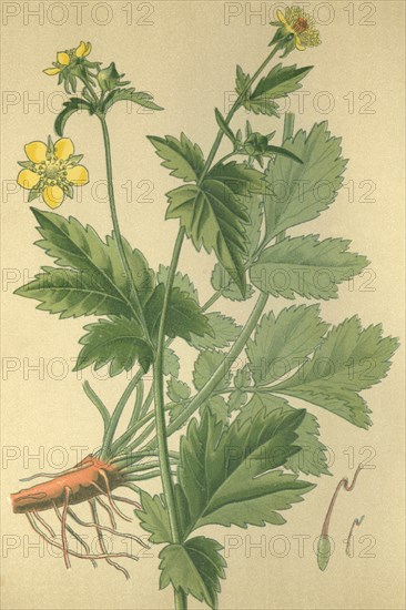 Medicinal plant Avens root