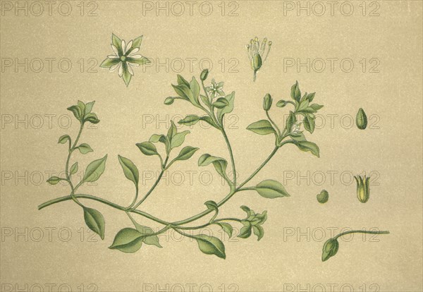 Medicinal plant chickweed