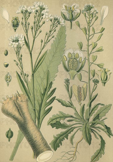 Medicinal plant horse-radish