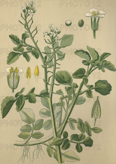 Medicinal plant Watercress