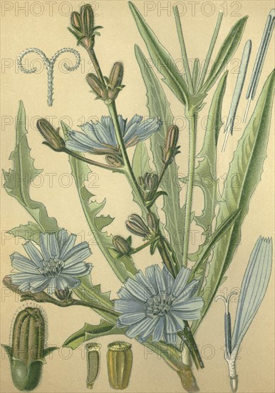 Medicinal plant wild chicory