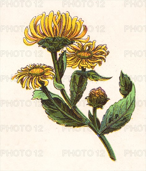 Medicinal plant Elecampane