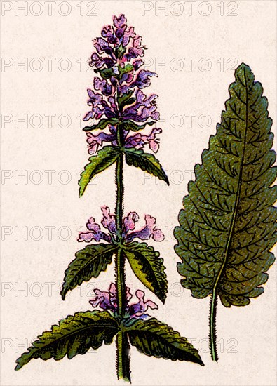 Medicinal plant