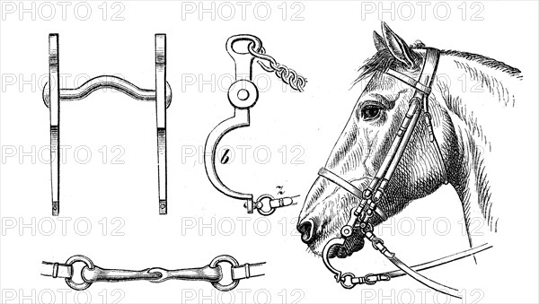 bridle