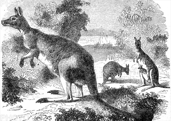 Giant kangaroo