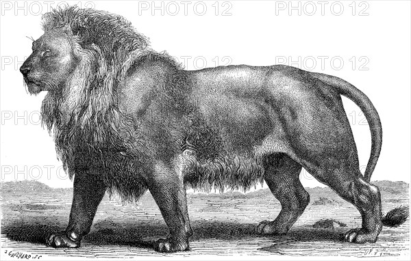 male lion after illustration from 1870  /  männlicher Löwe nach einer Illustration aus 1870