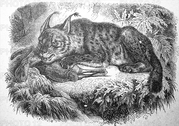 Lynx