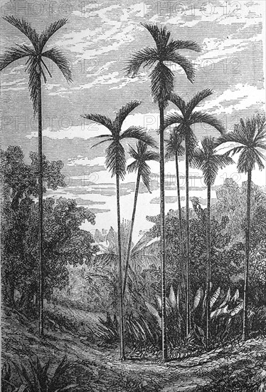 Areca catechu is a species of palm which grows in much of the tropical Pacific