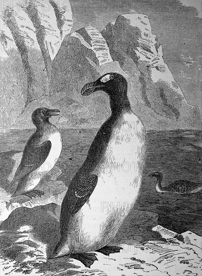 Giant auk