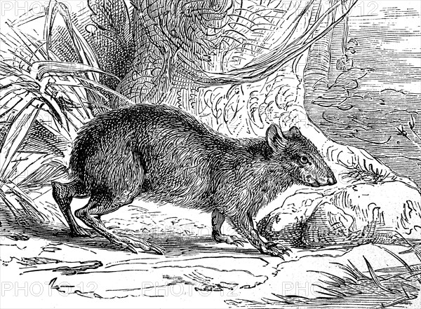 common agouti