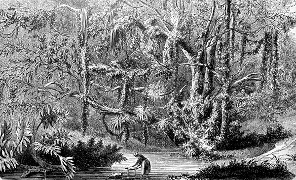 Fishermen in the jungle of Brazil in 1880 / Fischer im Urwald von Brasilien im Jahre 1880