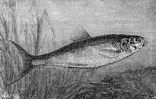 Allis shad fish