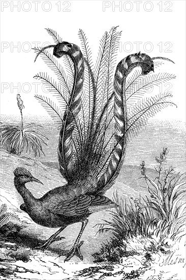 superb lyrebird
