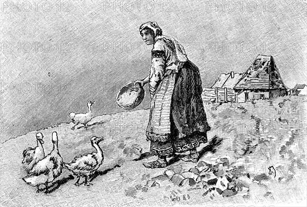 Peasant woman in Bulgaria feeds the geese