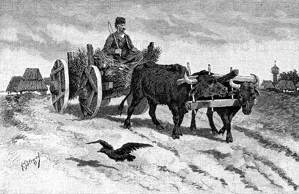 Ox cart of a farmer from Bulgaria in 1880  /  Ochsengespann eines Bauers aus Bulgarien im Jahre 1880