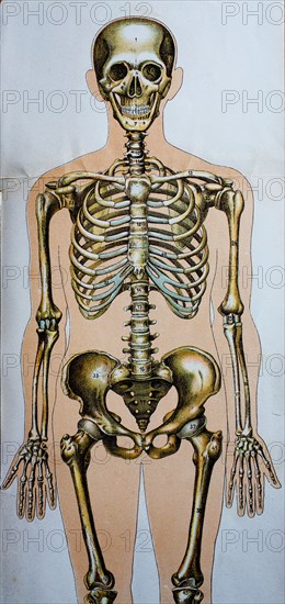 Historic representation of the human body