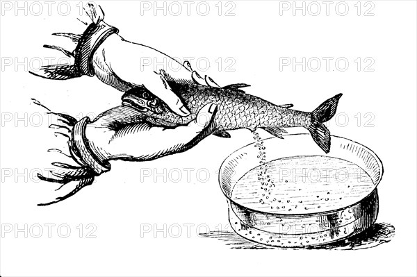 Artificial insemination in fish / Künstliche Befruchtung bei Fischen