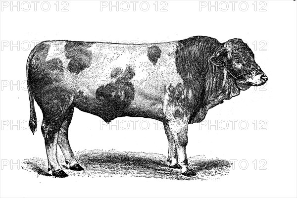 Fleckvieh is a breed of dual-purpose cattle suitable for both milk and meat production. It originated in Central Europe in the 19th century from cross-breeding of local stock with Simmental cattle imported from Switzerland / Rinderrasse Schweizer Fleckvieh