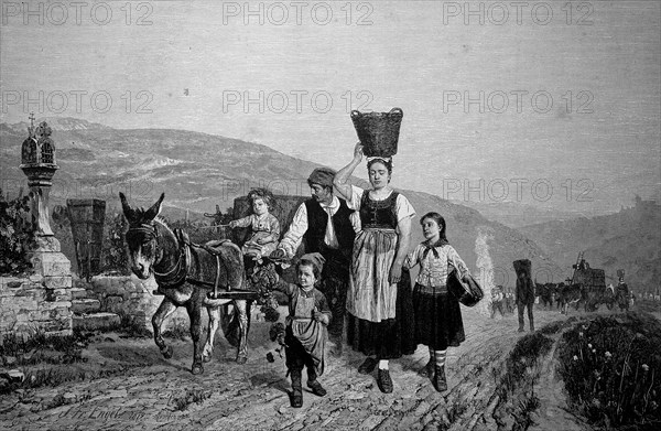 Grape harvest at the Mosel