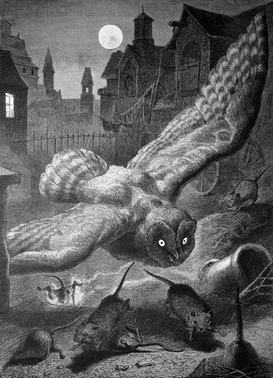 Owl on the nocturnal hunt for mice