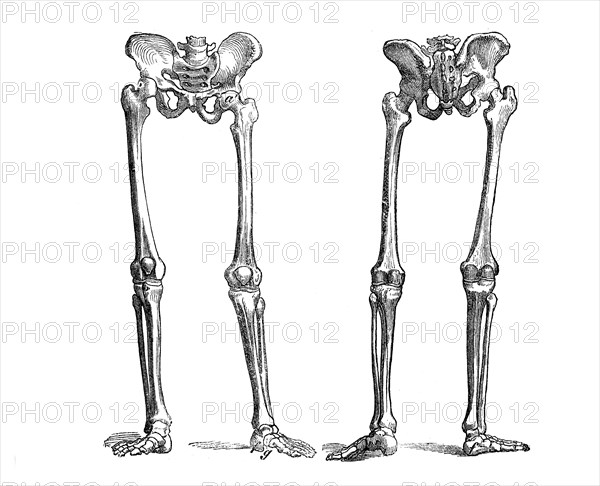 The bone structure of the human leg from front and back