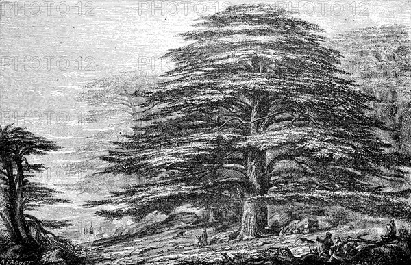 Giant cedar