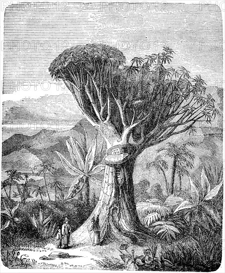 Old dragon tree