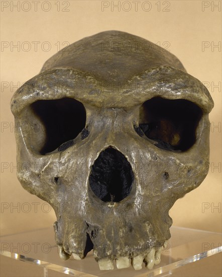Reproduction of a Broken Hill Skull or Rhodesian Skull