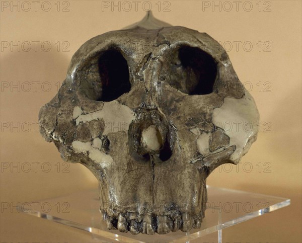 Hominin Paranthropus boisei.
