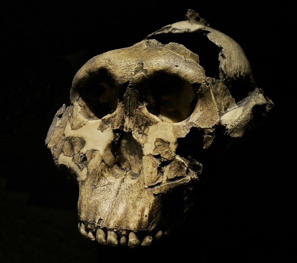 Paranthropus boisei