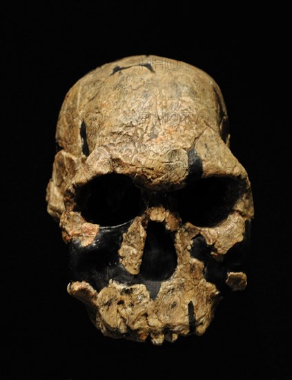 Homo rudolfensis