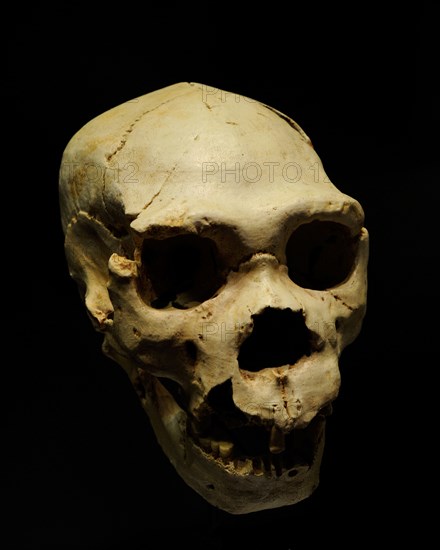 Homo heidelbergensis