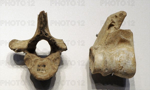 Vertebra and humerus of a deer